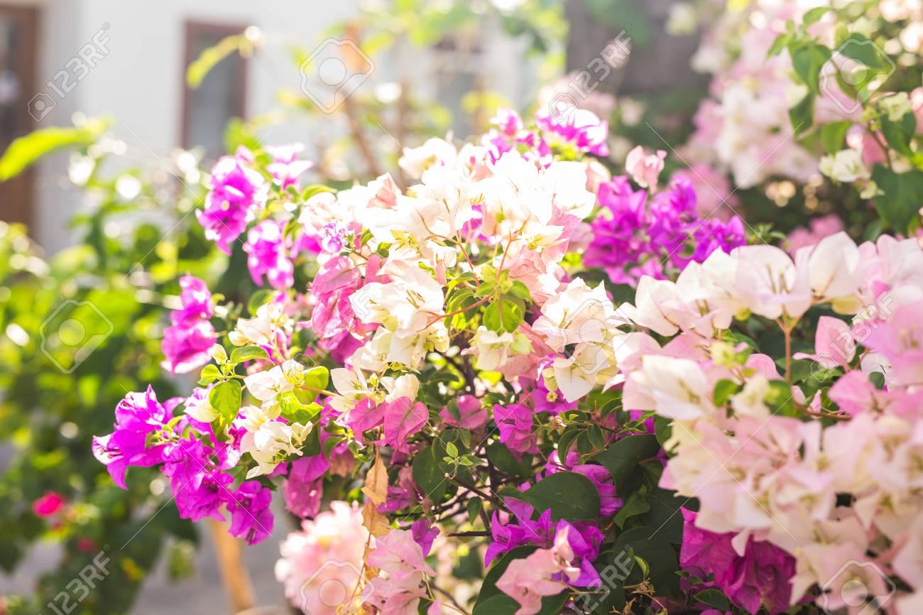 bougainvillea paper flower in colorful color plant stock photo paper flower bougainvillea