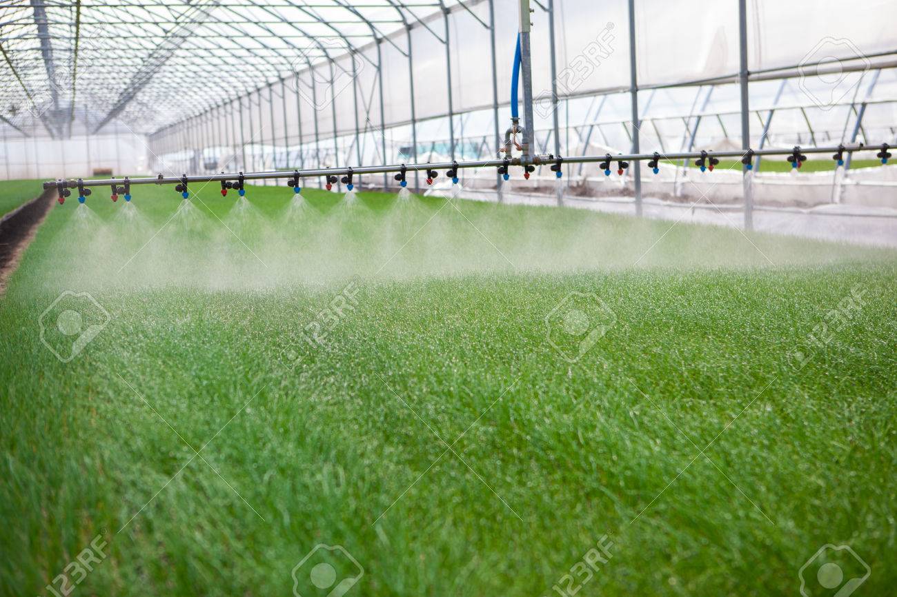 Greenhouse watering system in action - 39481980 Greenhouse watering system in action - 39481980
