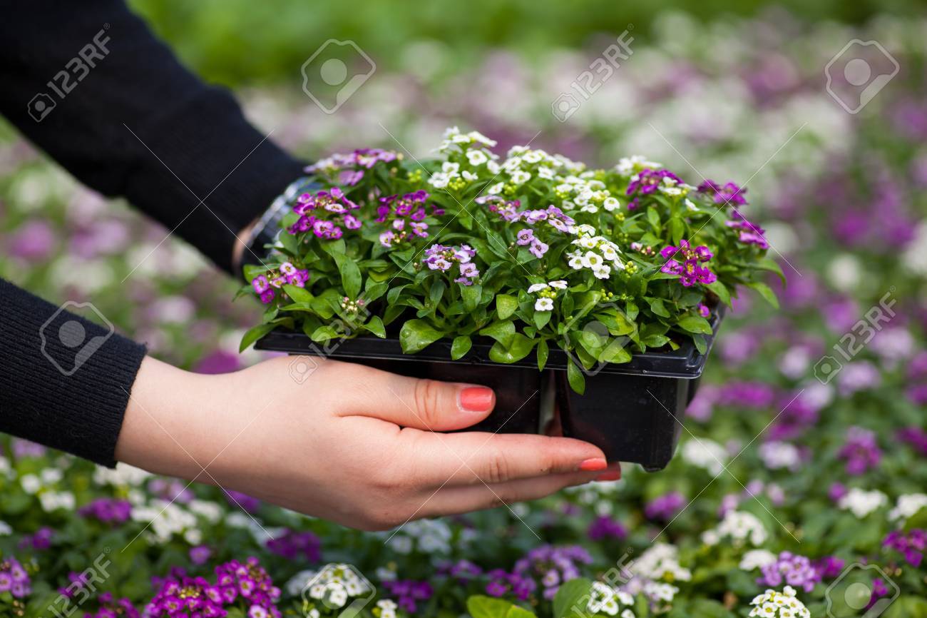 アブラナ科一年生の開花植物のかなりピンク 白 紫のミヤマナズナ属の花の閉じるを持ちこたえて苗 の写真素材 画像素材 Image