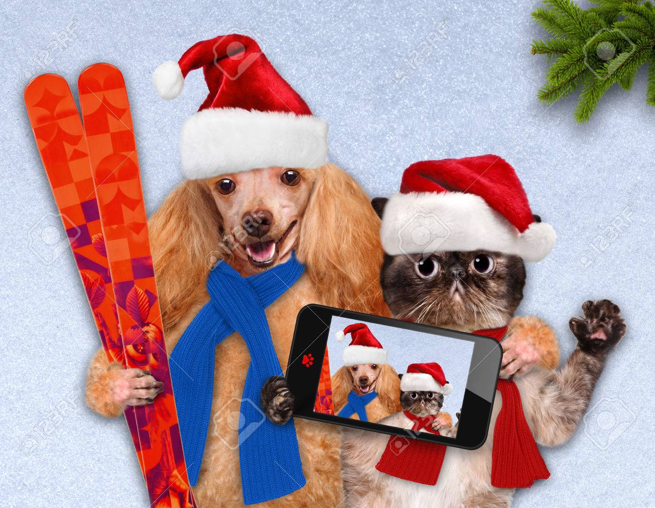 Chat Et De Chien Dans Rouges Chapeaux De Noël Prendre Un Selfie Avec Un Smartphone