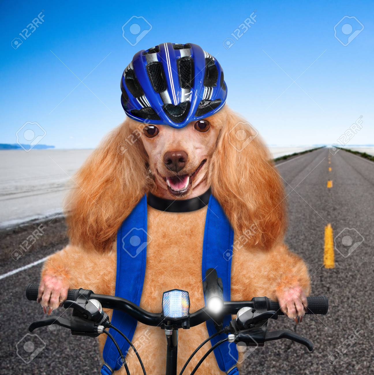 dog bicycle helmet