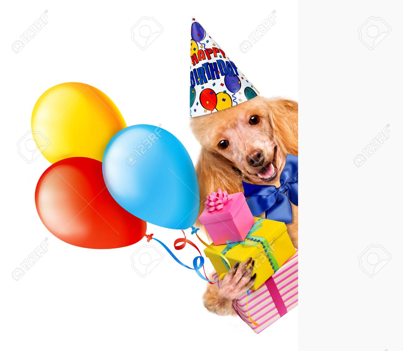 Chien D Anniversaire Avec Des Ballons Pour Banniere Blanche Banque D Images Et Photos Libres De Droits Image 4071 Chien D Anniversaire Avec Des Ballons Pour Banniere Blanche Banque D Images Et Photos Libres De Droits Image 4071