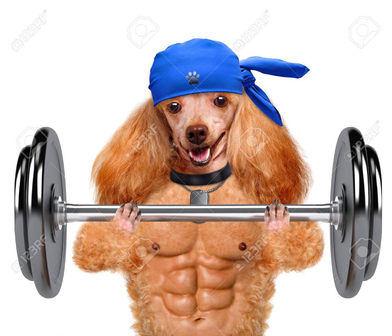 Fitness Dog Lifting A Heavy Big Dumbbell Stock Photo, Picture And Royalty  Free Image. Image 40906982.