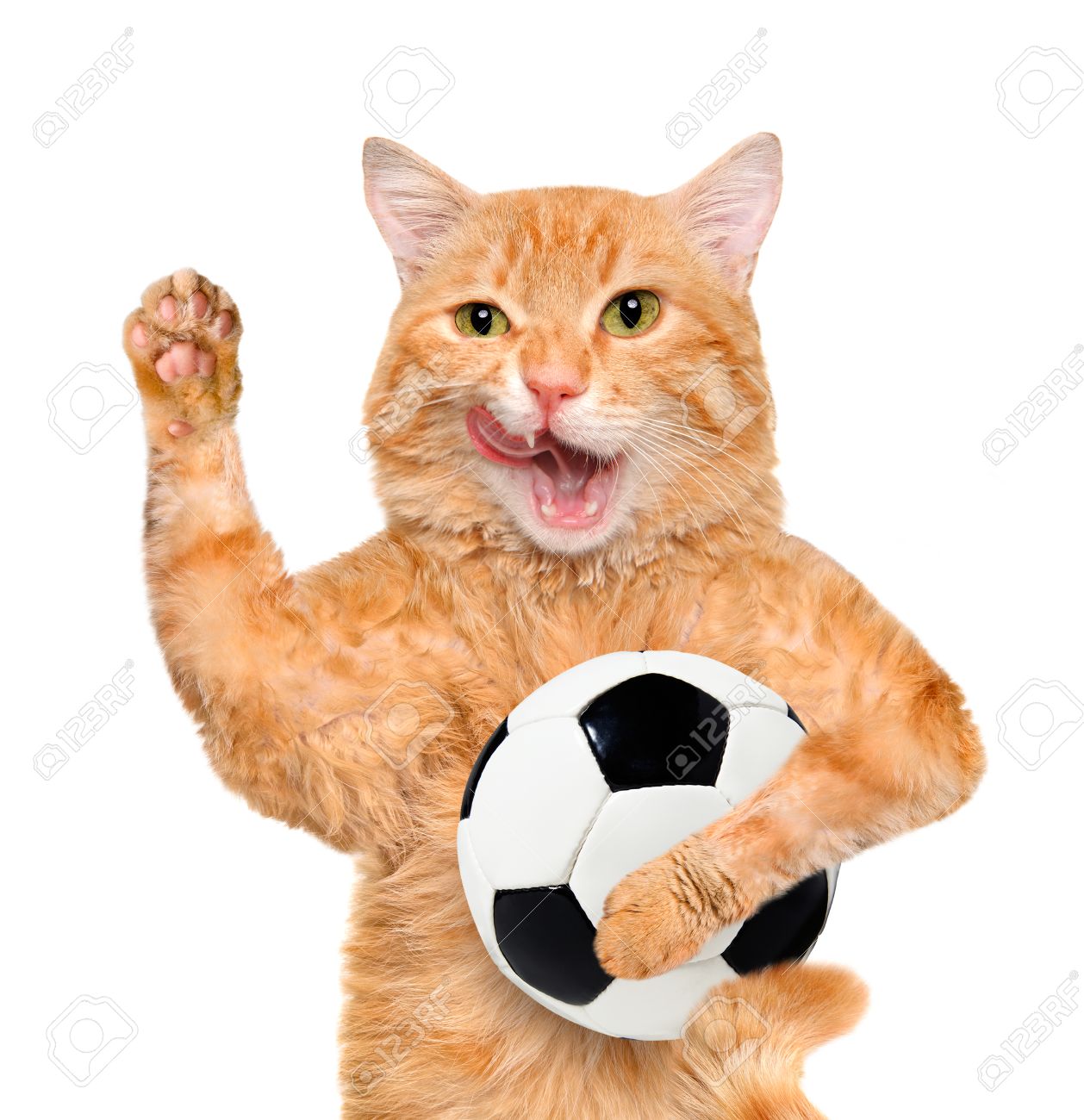 cat with a ball