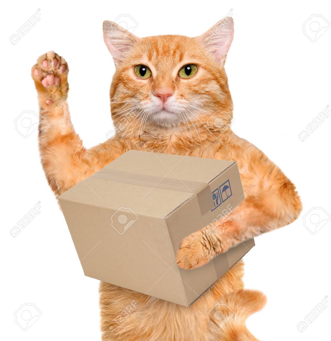 cat delivery box
