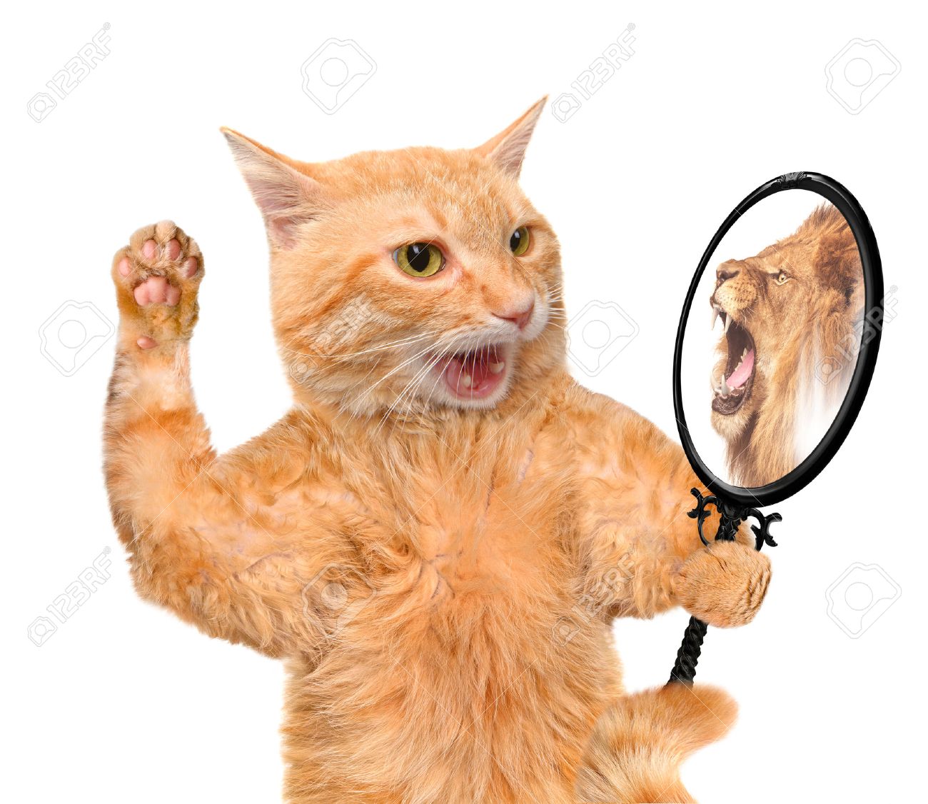 鏡を見るとライオンの反射を見ての猫 の写真素材 画像素材 Image
