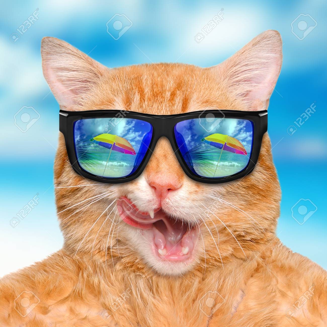 Chat Porter Lunettes Soleil Delassant Dans Les Fond Mer Banque D Images Et Photos Libres De Droits Image Chat Porter Lunettes Soleil Delassant Dans Les Fond Mer Banque D Images Et Photos Libres De Droits Image