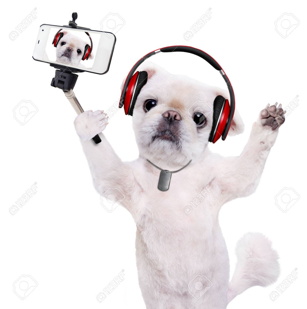 Hund Kopfhorer Einen Selfie Mit Einem Smartphoner Nehmen Isoliert Auf Den Weissen Lizenzfreie Fotos Bilder Und Stock Fotografie Image