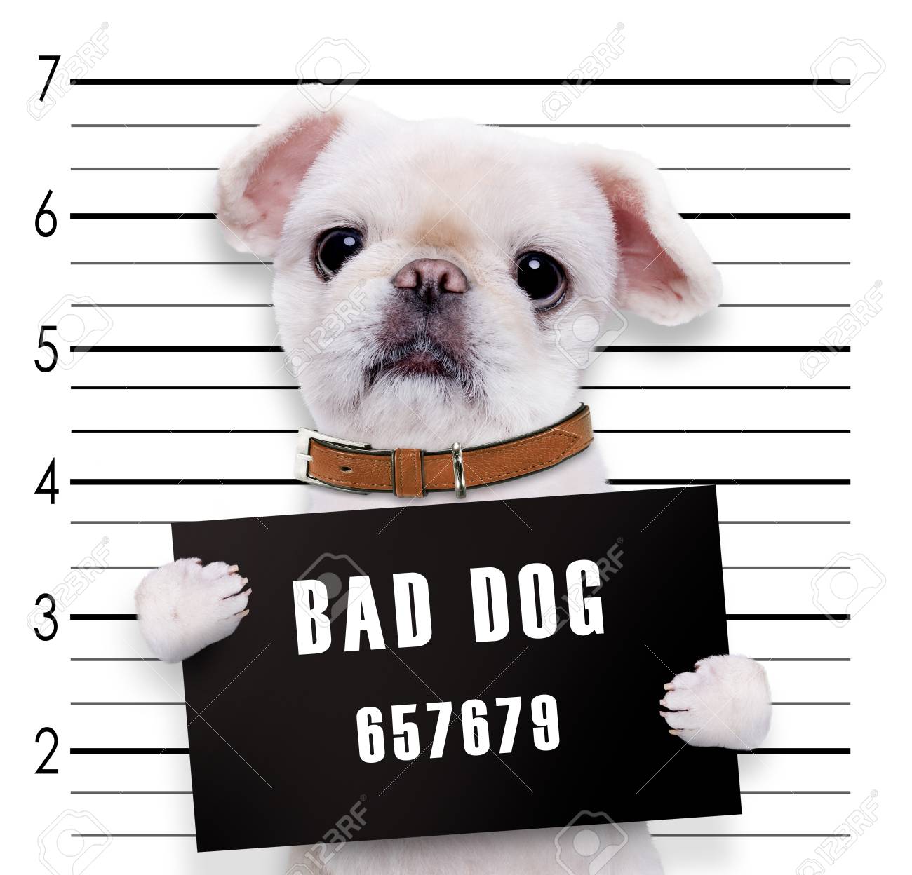 bad dog - dgtrackexpress.com.
