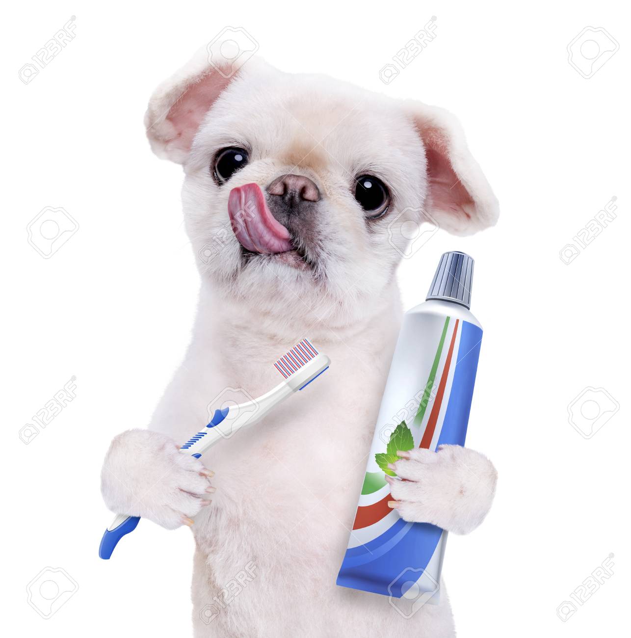 dog getting teeth brushed
