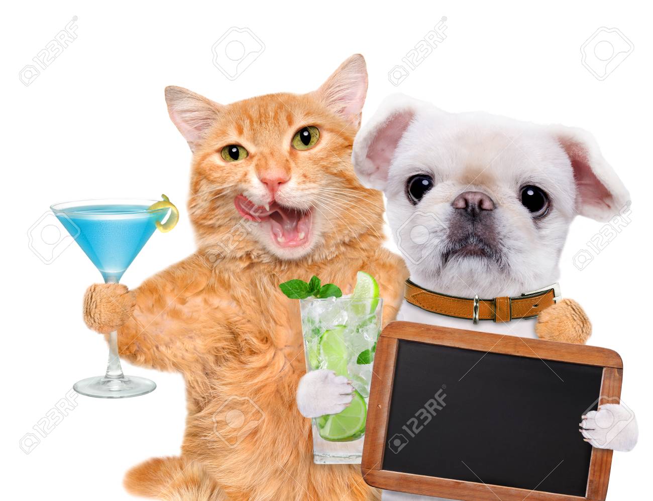 猫と犬の白の背景でリラックス 猫と犬は 空の黒板を保持します の写真素材 画像素材 Image