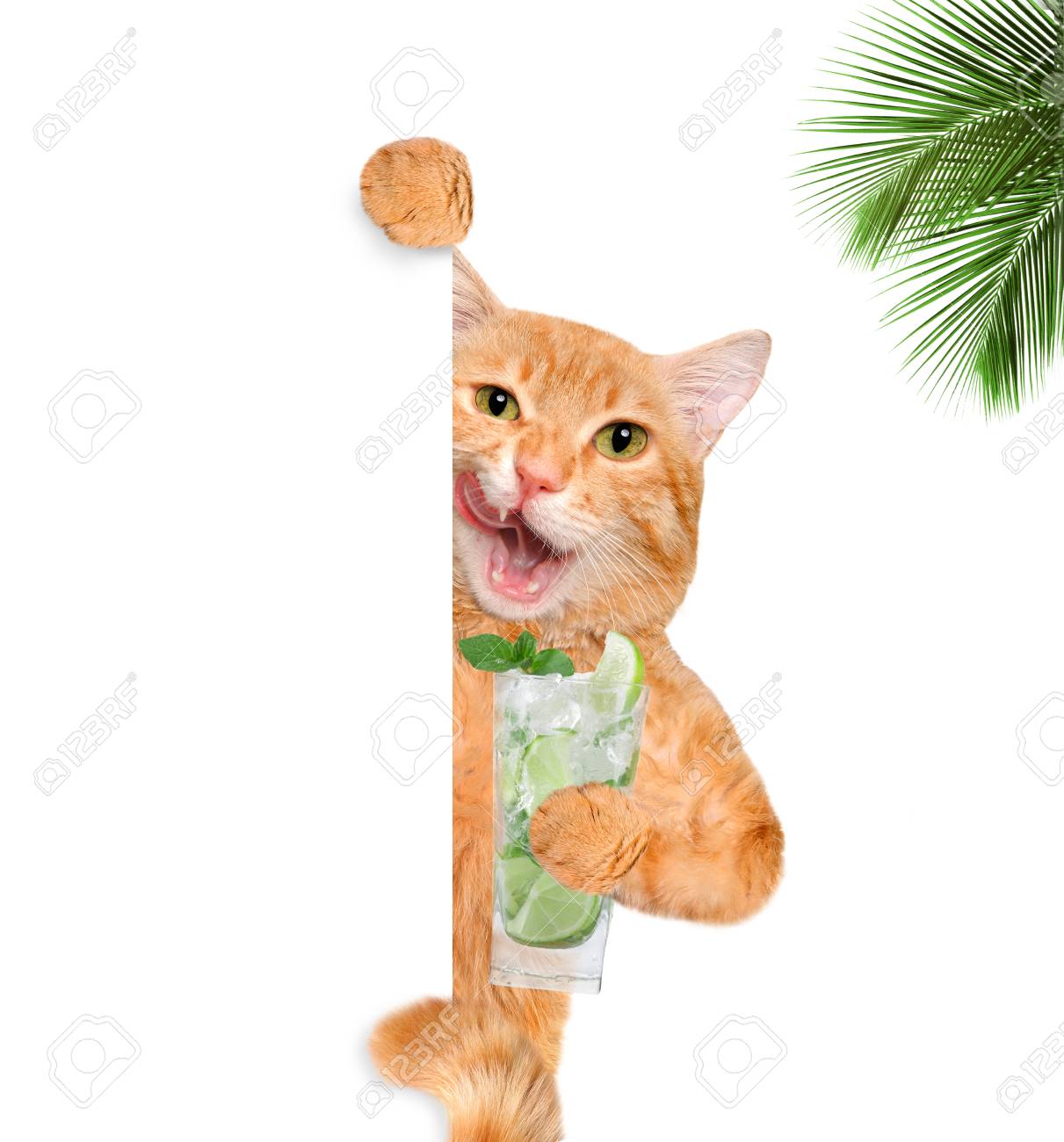 猫 カクテルを楽しみます 白い旗 の写真素材 画像素材 Image 猫 カクテルを楽しみます 白い旗 の写真素材 画像素材 Image