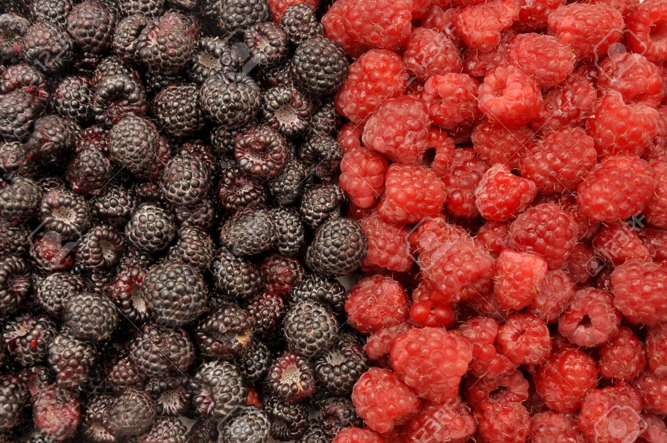 Blackberry and raspberry. Berries black and red background - 150233100 Blackberry and raspberry. Berries black and red background - 150233100