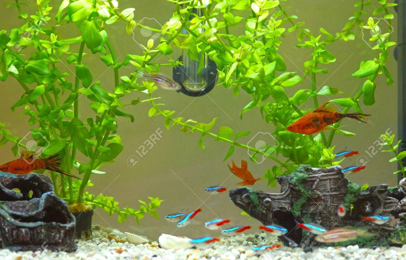 魚および植物で装飾的な家庭の水槽 の写真素材 画像素材 Image