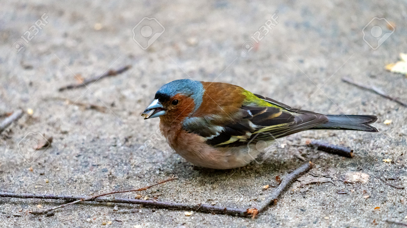 etiam-dictum-ipsum-a-felis