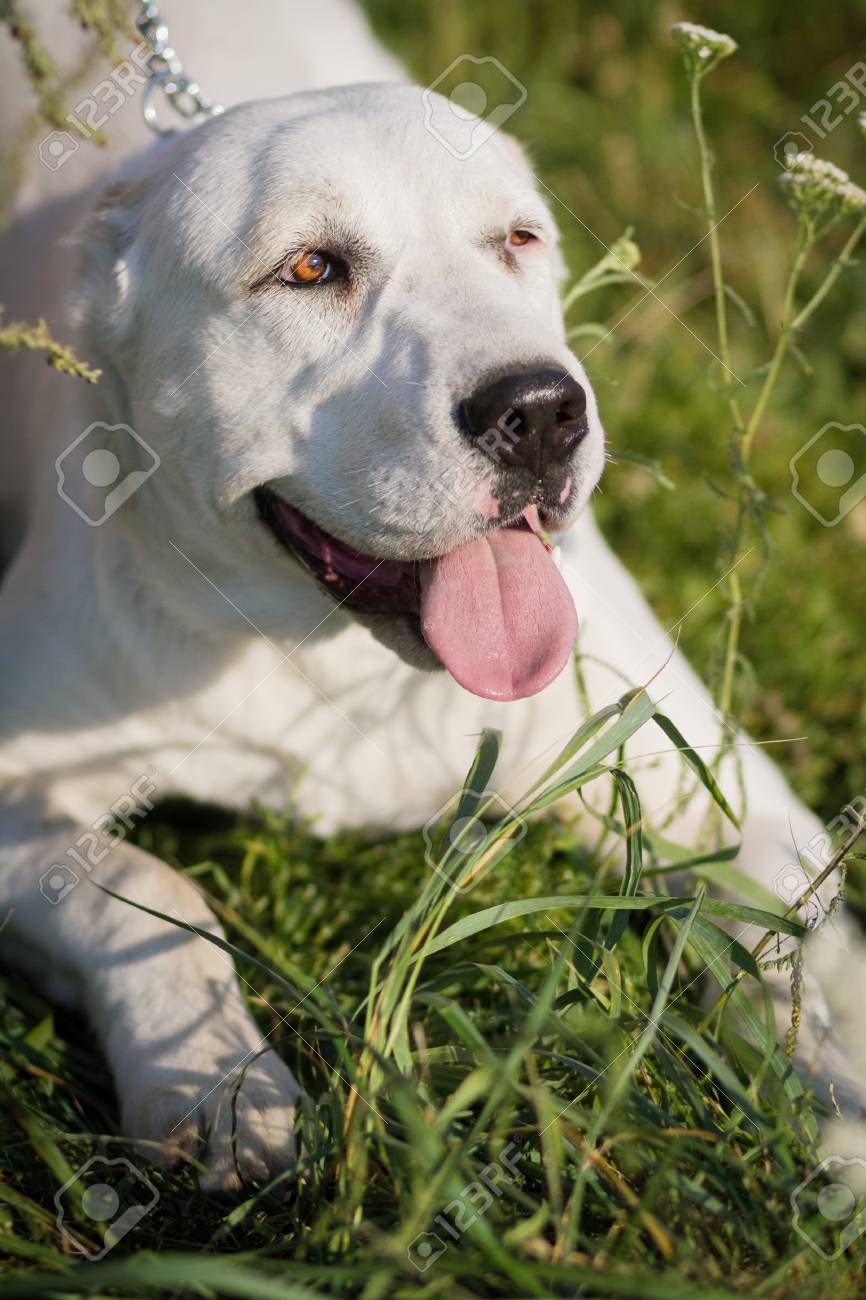 알라 바이 (중앙 아시아 양치기 개)는 풀밭에 놓여 있으며 혀를 내 보냅니다. 로열티 무료 사진, 그림, 이미지 그리고 스톡포토그래피.  Image 99341890