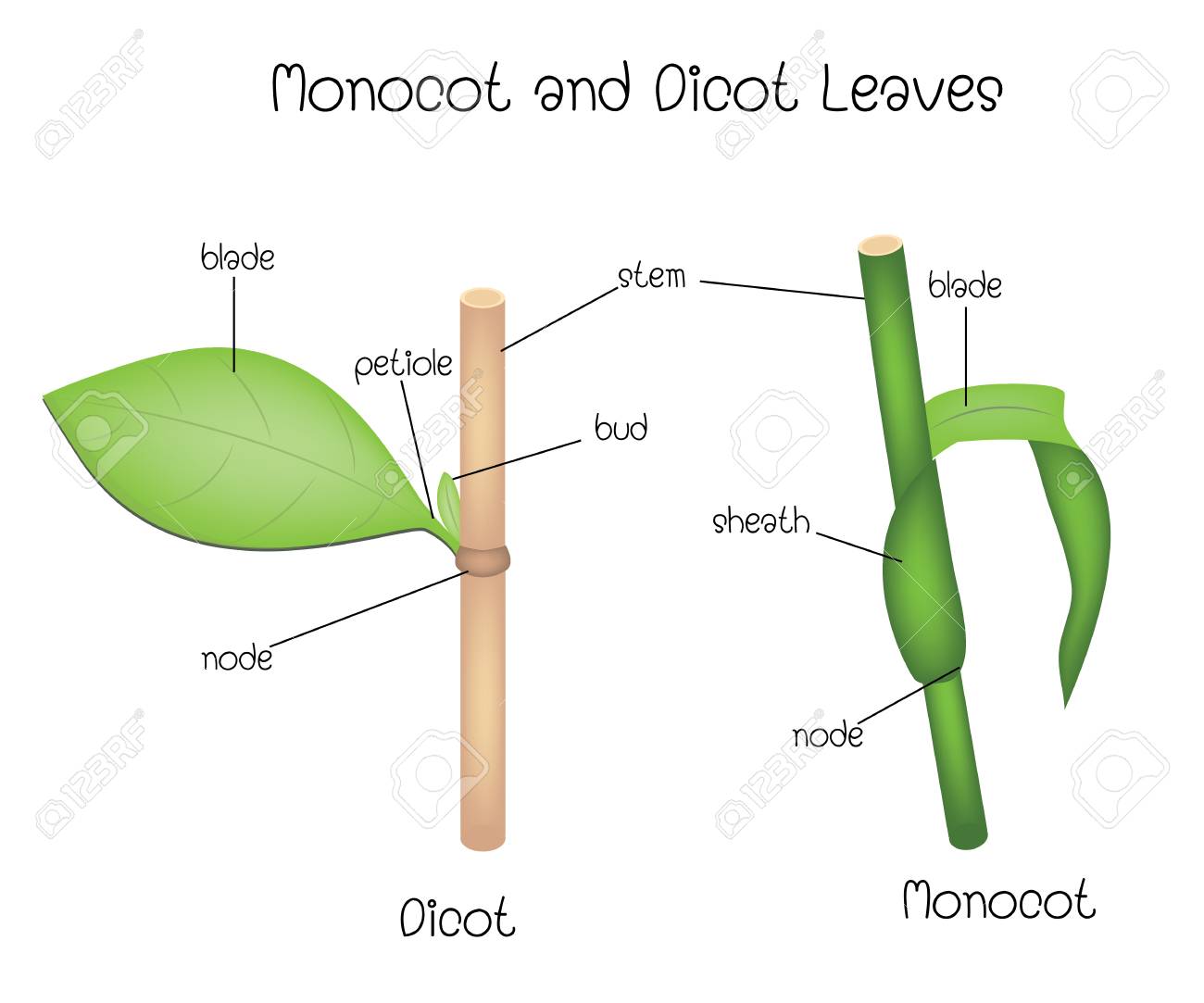 Seed Germination Diagram Monocot Germination