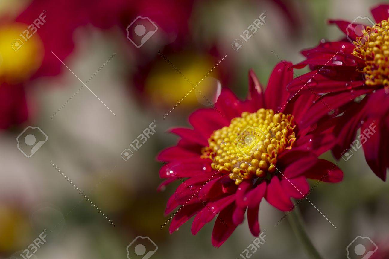 Alegres Flores De Color Rojo Con Un Centro Amarillo Se Plantan En Un Jardín De Verano Fotos Retratos Imágenes Y Fotografía De Archivo Libres De Derecho Image 13055700