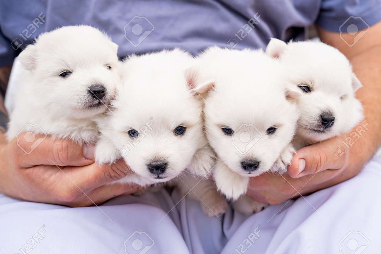 I LOVE Alaska Husky Dog Keychain Cute animal Cartoon dog Keychain dog Gift  For woman Man Jewelry - AliExpress, image size:1300x867