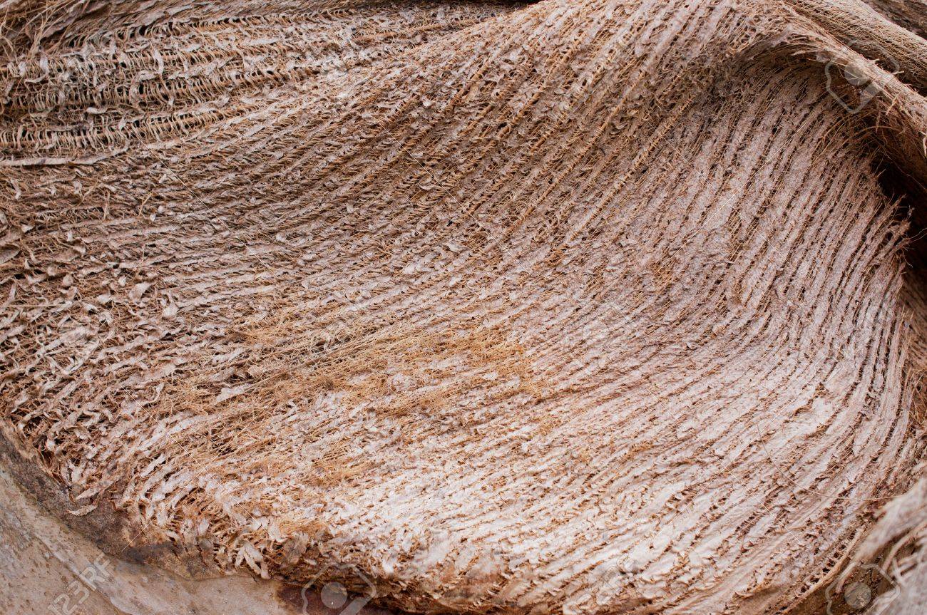 ココナッツの木の繊維のパターンの背景 の写真素材 画像素材 Image 1487