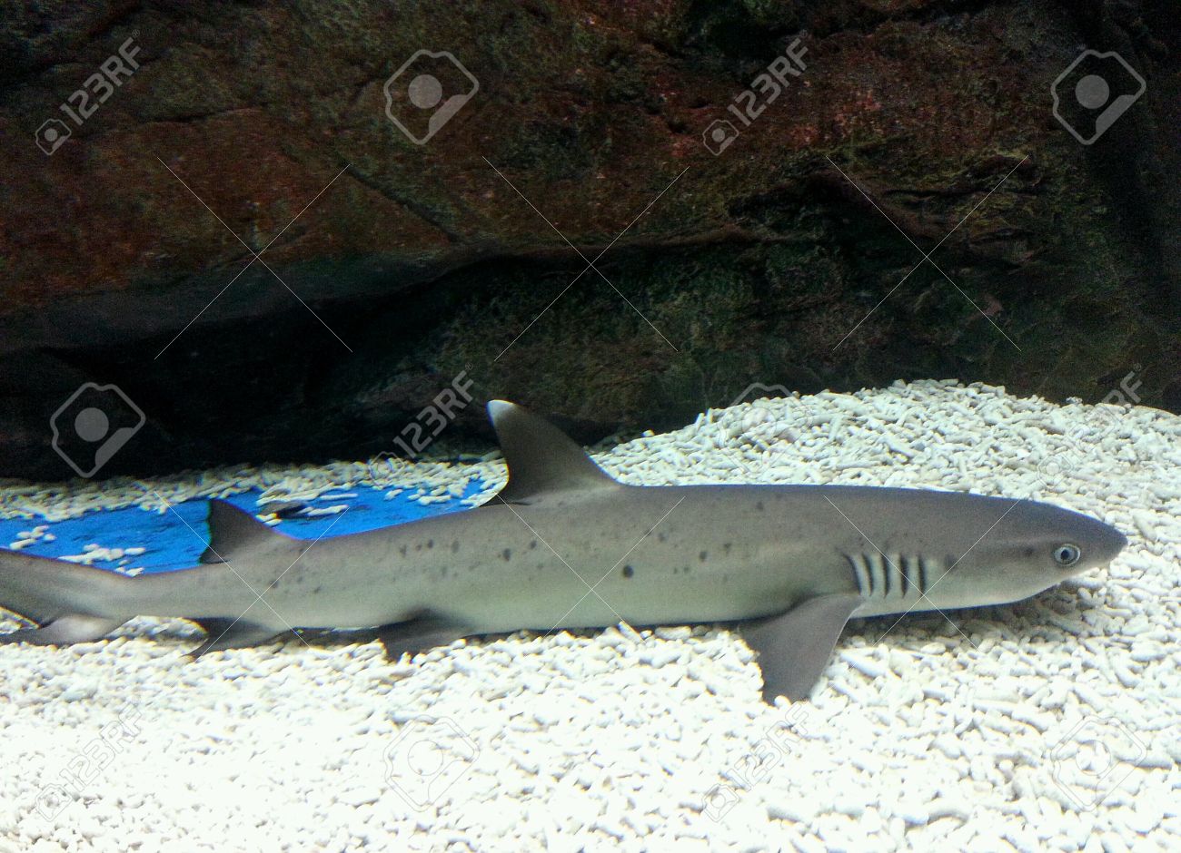 A Baby Shark In Aquarium Stock Photo, Picture and Royalty Free Image. Image  25132637.