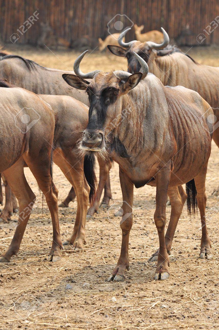 ヌー 動物園での生活 の写真素材 画像素材 Image ヌー 動物園での生活 の写真素材 画像素材 Image