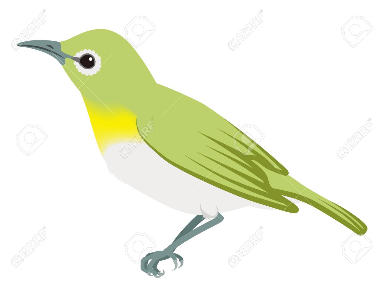 Japanese White Eye Isolated Royalty Free Cliparts Vectors And Stock Illustration Image Japanese White Eye Isolated Royalty Free Cliparts Vectors And Stock Illustration Image