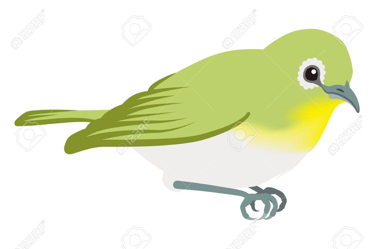 メジロ 分離 のイラスト素材 ベクタ Image メジロ 分離 のイラスト素材 ベクタ Image