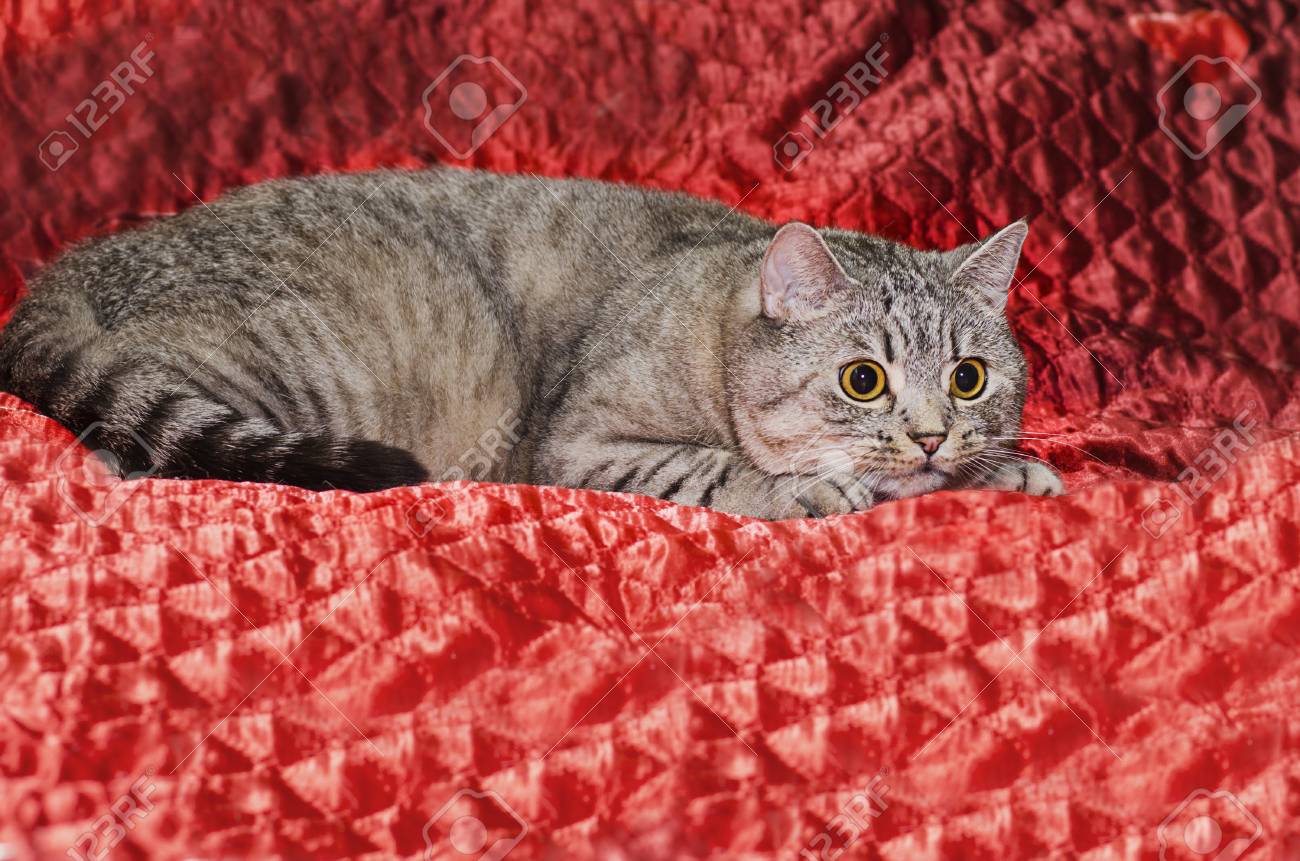 Sad Cat Breed British Shorthair On Red Background He S Getting