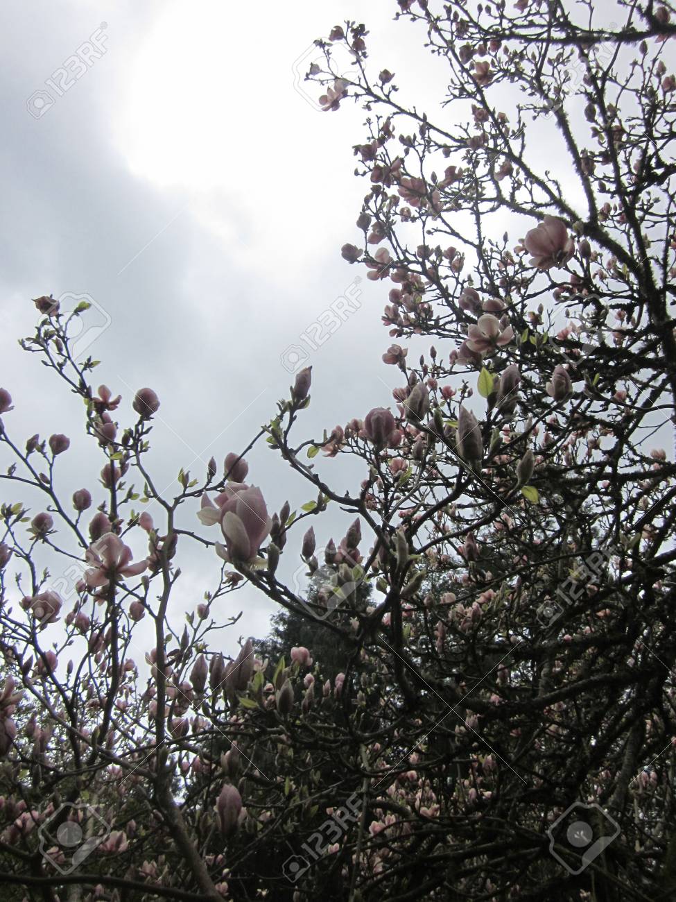 マグノリアの木 の写真素材 画像素材 Image