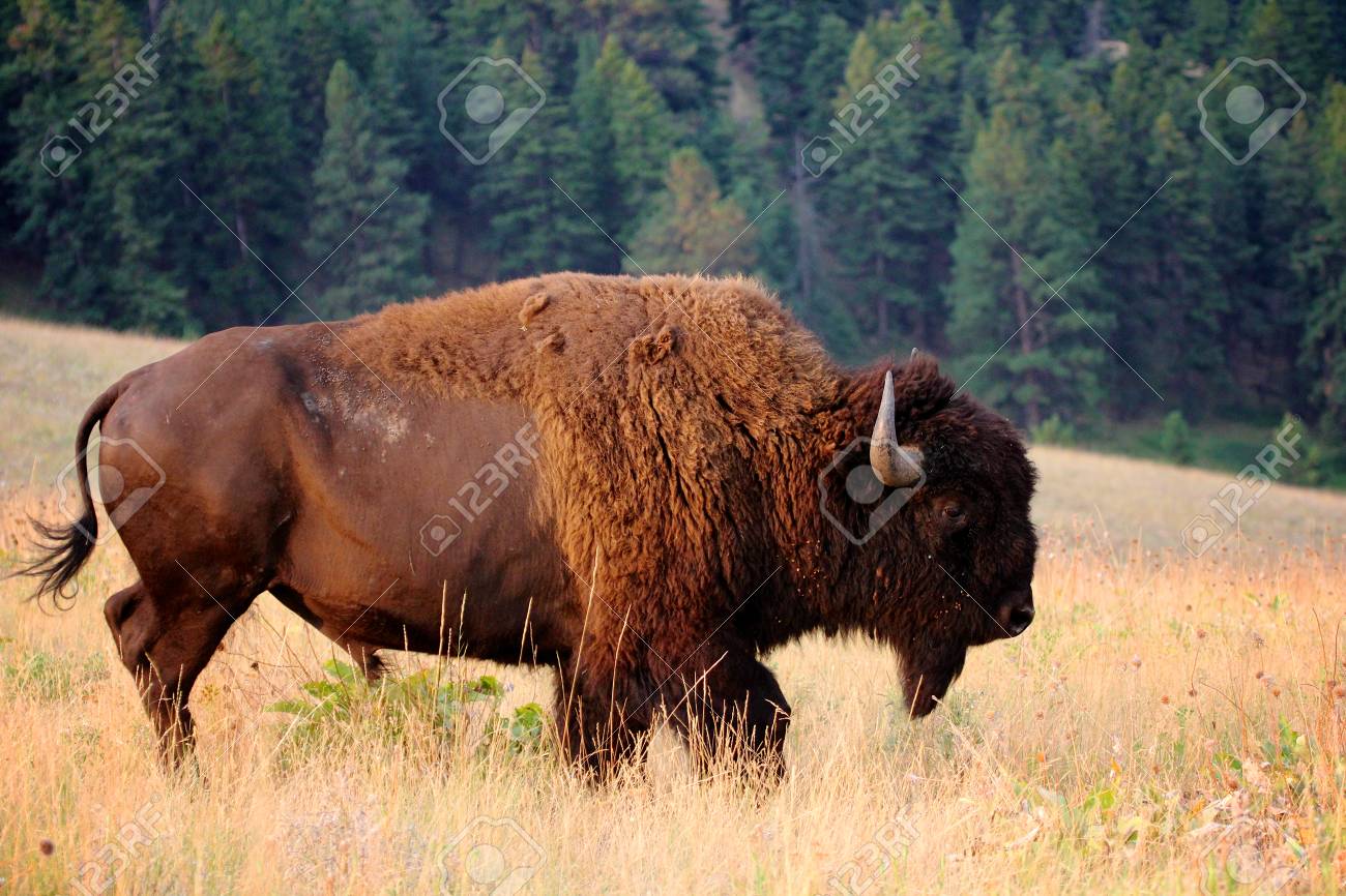 American Bison Buffalo Stock Photo Picture And Royalty Free Image Image American Bison Buffalo Stock Photo Picture And Royalty Free Image Image