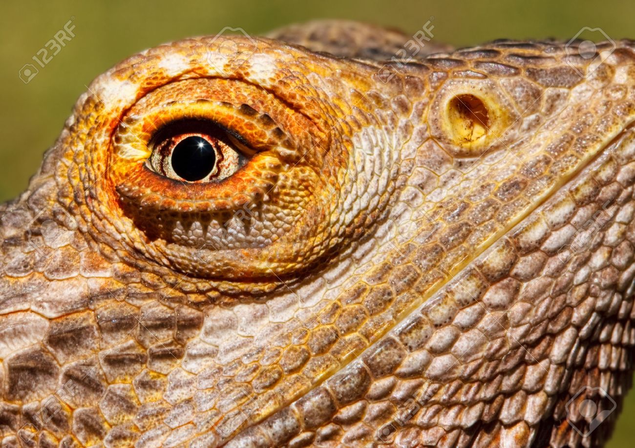 Closeup Of A Bearded Dragon With Very Sharp Focus On The Eye Stock
