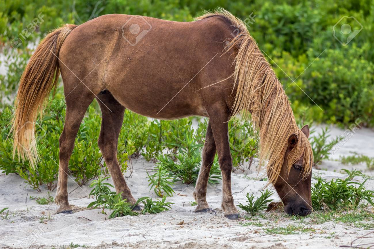 アメリカ合衆国メリーランド州アサテアグ島の野生のポニー 馬 これらの動物はまた アッサテアグホースやチンコテアゲポニーとして知られています 彼らはメリーランド州とバージニア州沖の島で野生に住んでいる野生のポニーの品種です いくつかの伝説がありますが アメリカ合衆国メリーランド州アサテアグ島の野生のポニー 馬 これらの動物はまた アッサテアグホースやチンコテアゲポニーとして知られています 彼らはメリーランド州とバージニア州沖の島で野生に住んでいる野生のポニーの品種です いくつかの伝説がありますが