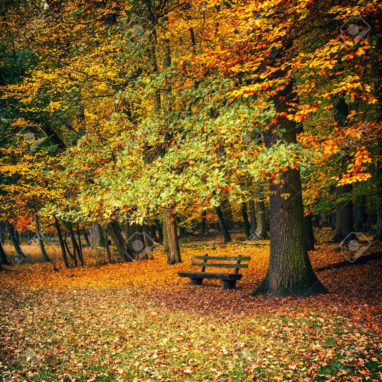Banc En Bois Sous Automne Chêne Banque D'Images Et Photos Libres De Droits.  Image 43628594.