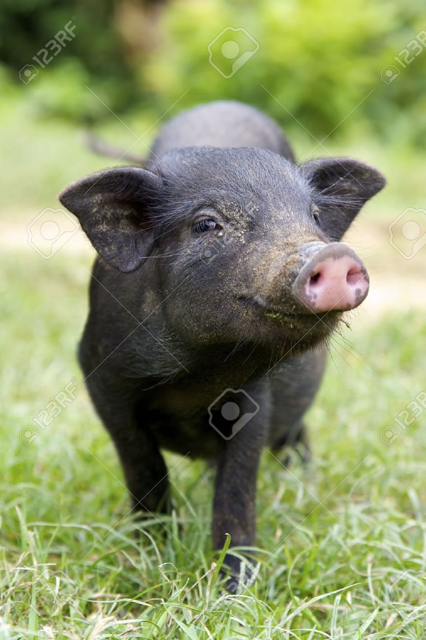 黒豚 Meaning In Japanese - Mazii