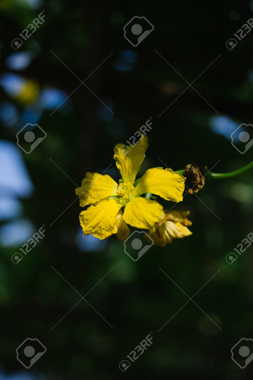 etiam-dictum-ipsum-a-felis