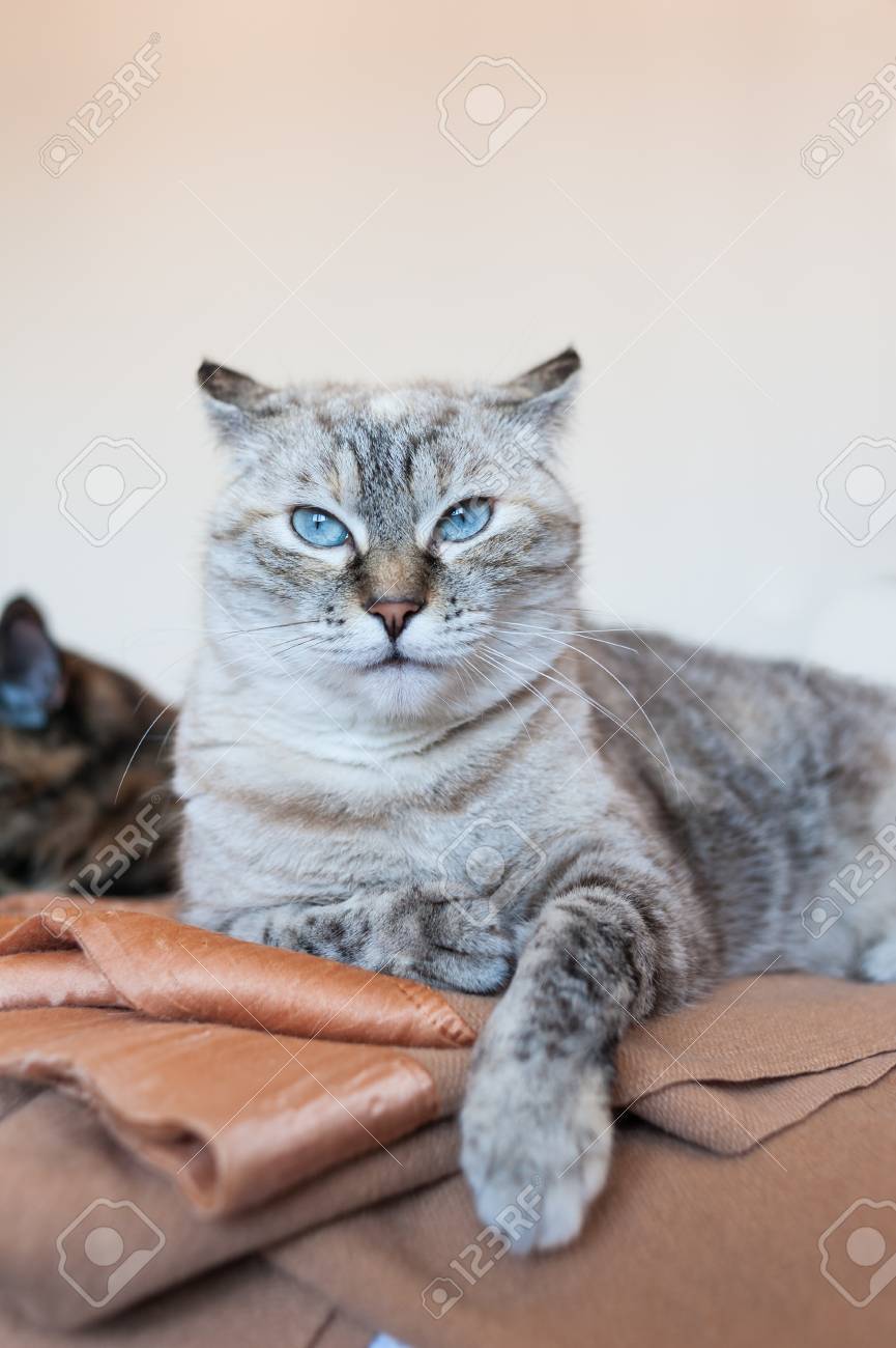 Portrait De Chat A Tabby Sur Plaid Marron Chat Europeen Banque D Images Et Photos Libres De Droits Image