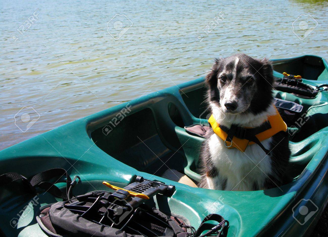 border collie jacket