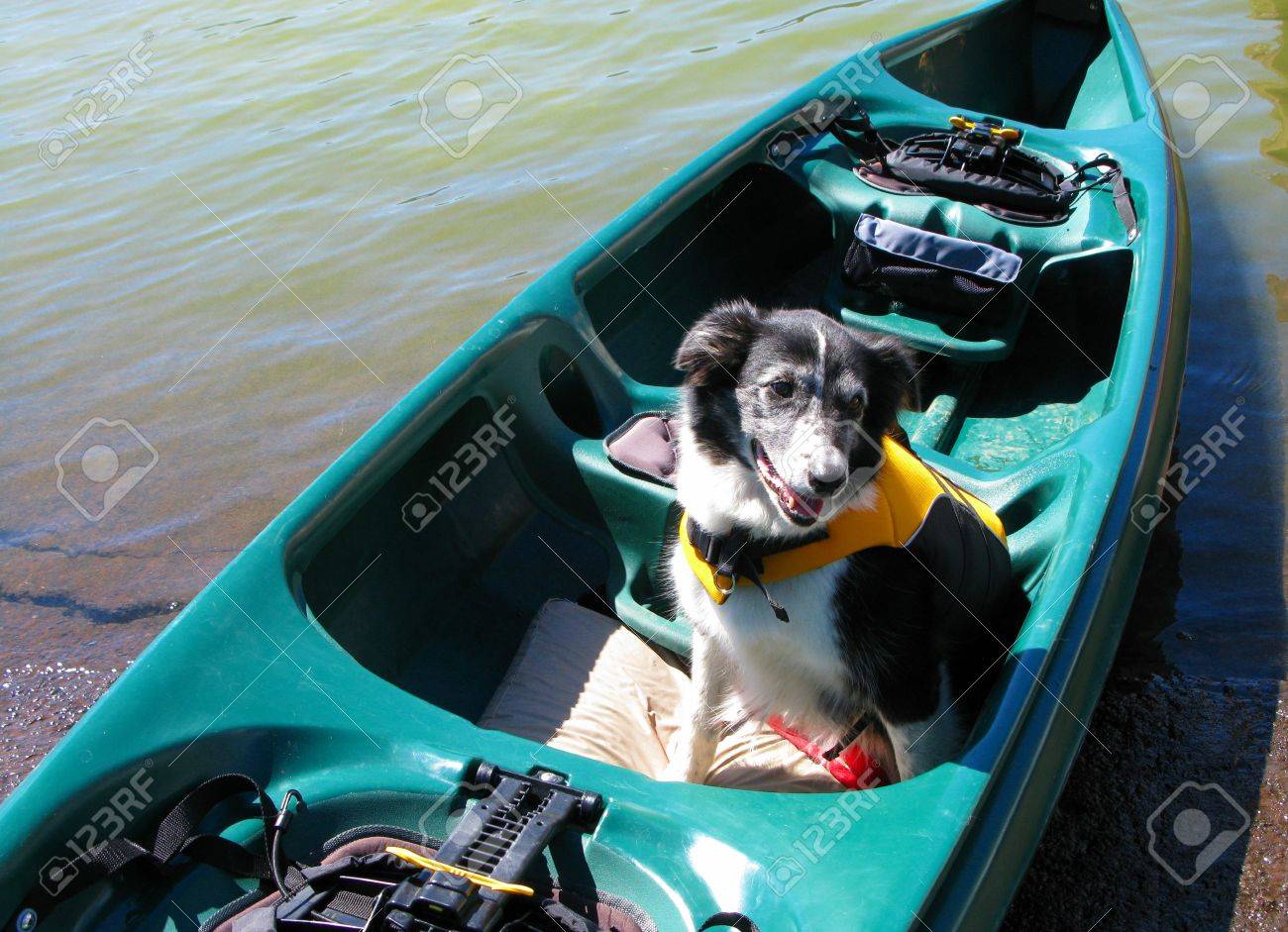 border collie jacket