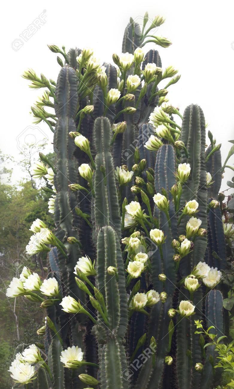 サボテンの花白い花の植物 砂漠の植物 の写真素材 画像素材 Image