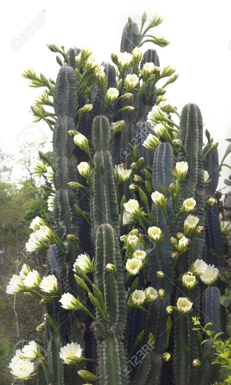 Cactus Flower White Flowers Plants Desert Plants Stock Photo Picture And Royalty Free Image Image 40413475