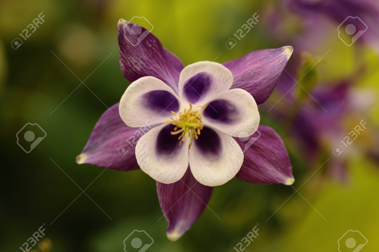 etiam-dictum-ipsum-a-felis