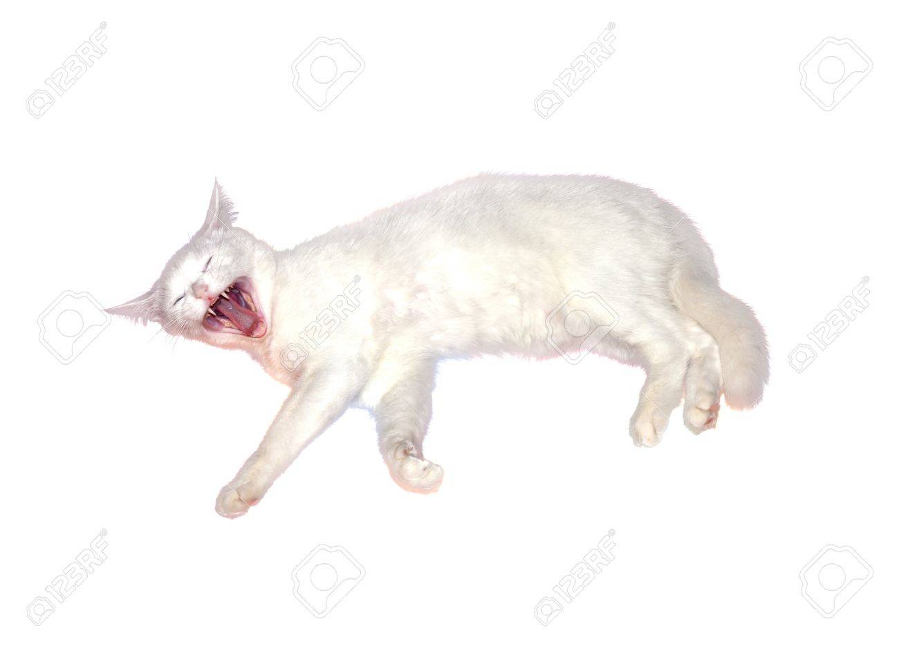 etiam-dictum-ipsum-a-felis