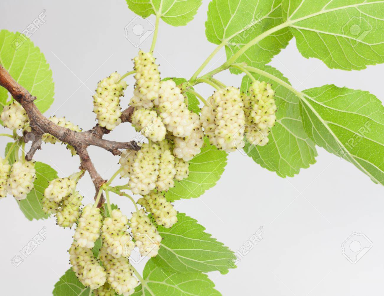 white mulberry