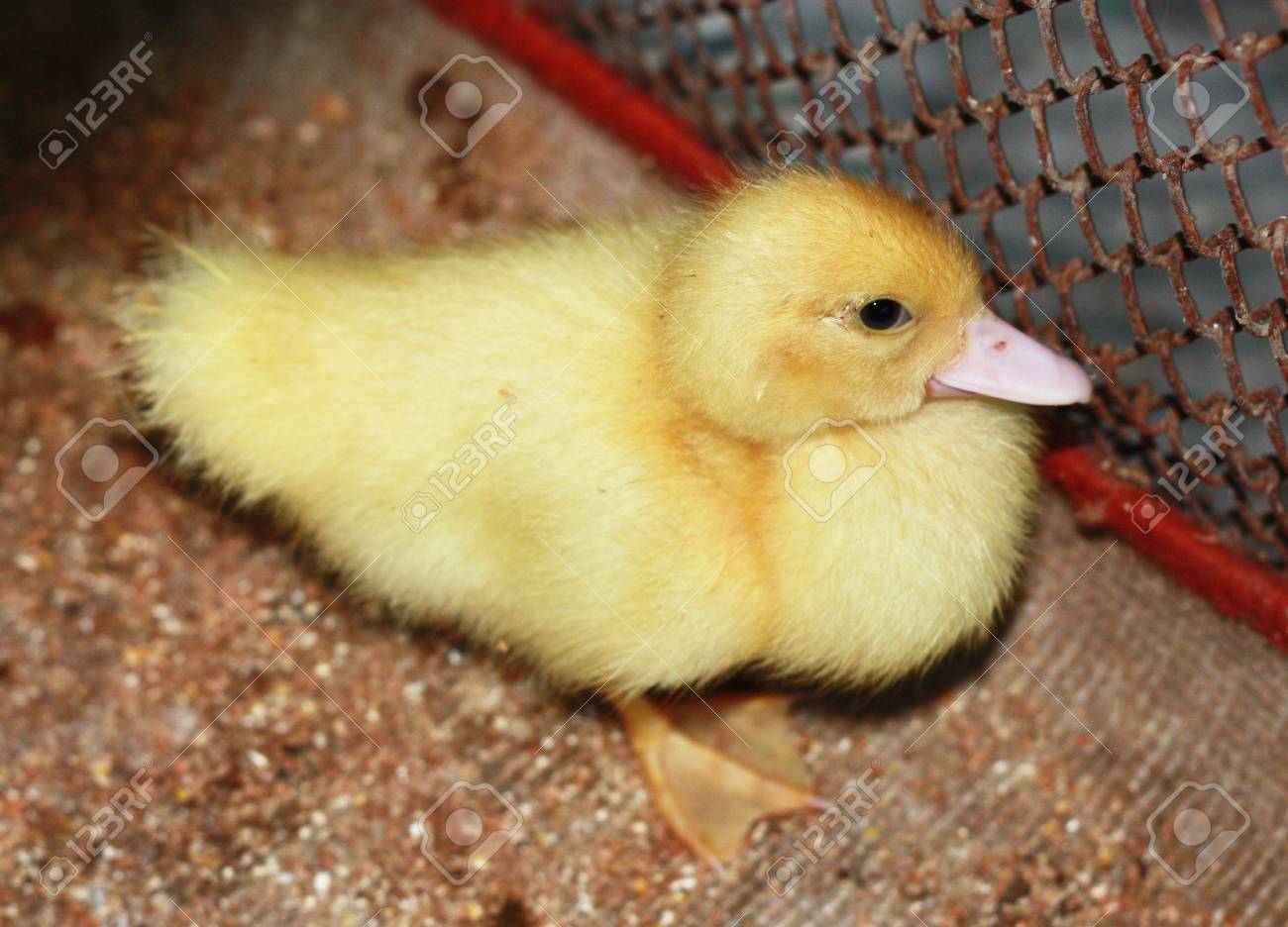 黄色の羽のようなアヒルの子 の写真素材 画像素材 Image
