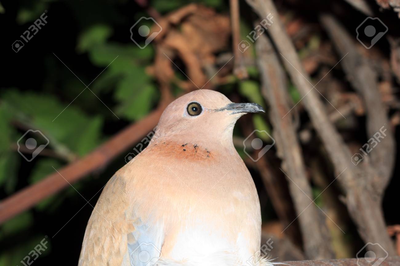 etiam-dictum-ipsum-a-felis