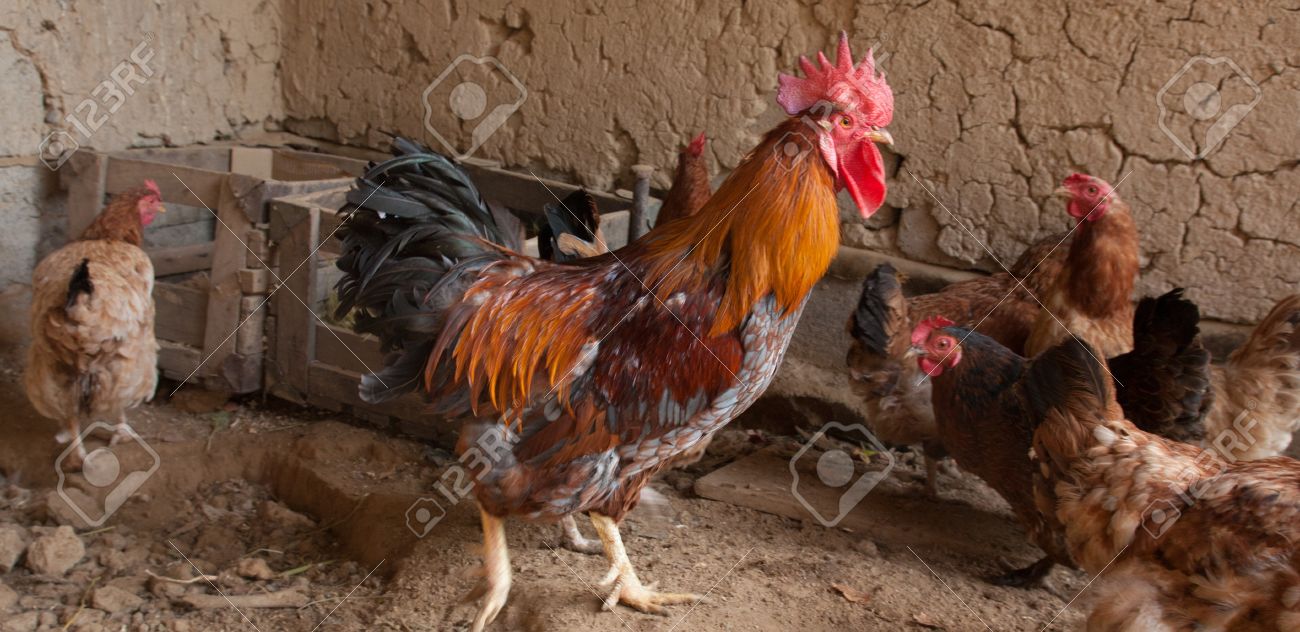 https://previews.123rf.com/images/schan/schan1204/schan120400386/13049981-las-gallinas-y-el-gallo-en-el-gallinero-en-la-granja-de-los-pa%C3%ADses.jpg