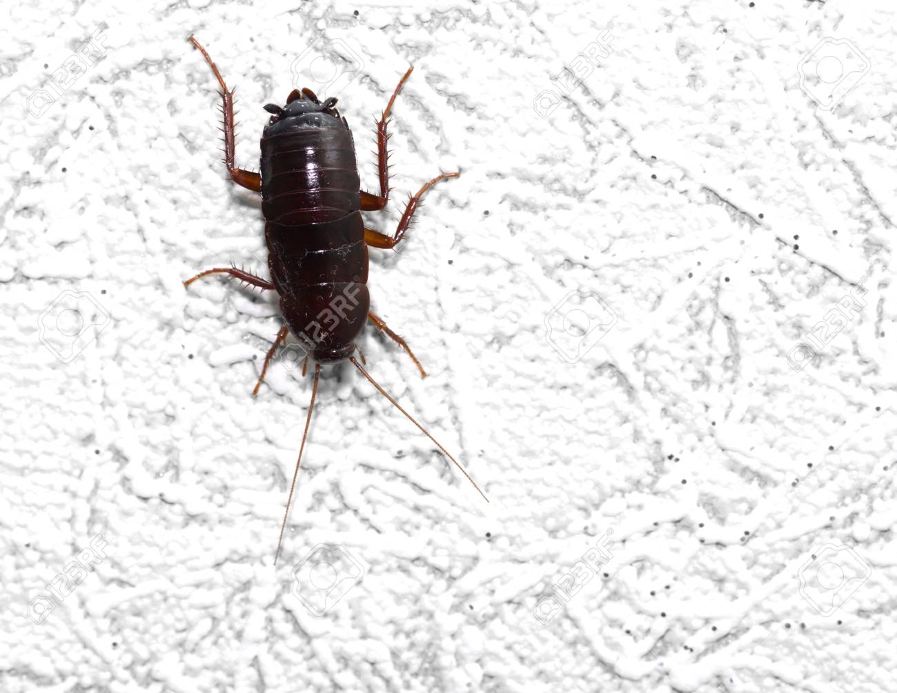 Schwarze Kafer An Der Wand Makro Lizenzfreie Fotos Bilder Und Stock Fotografie Image 19230894