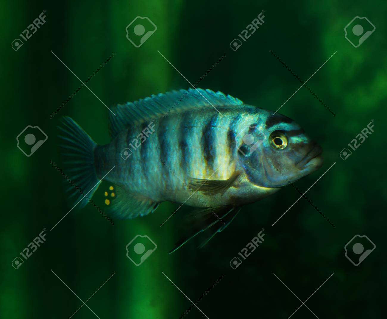 etiam-dictum-ipsum-a-felis