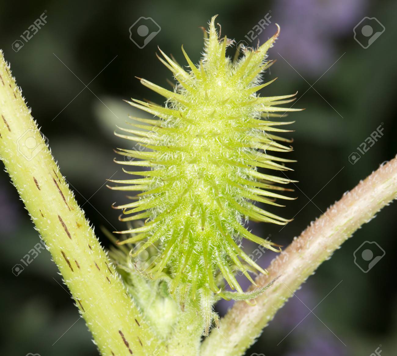 トゲがある植物します クローズ アップ の写真素材 画像素材 Image トゲがある植物します クローズ アップ の写真素材 画像素材 Image